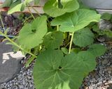 ふき味噌(ふきの葉ver.)作り方8写真