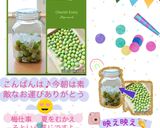 梅酒(梅ドリンク)の作り方 覚書作り方8写真