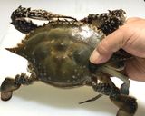 渡り蟹のグリーンカレー作り方1写真