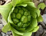 ふきのとう味噌(居酒屋お通しver.)作り方6写真