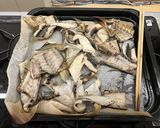魚のカマ・アラの塩焼き作り方4写真