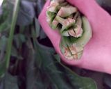 ホウレン草とツナのドレッシング和え作り方1写真