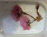 塩と酢だけで桜の花の塩漬け作り方7写真