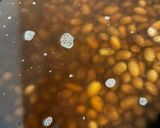 金時豆の黒糖ほうじ茶ぜんざい作り方2写真