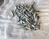 本格！鶏ガラx魚介スープラーメンver3作り方14写真
