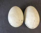 3分で本格！ピータントマト冷菜作り方1写真