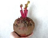 ビーツの味噌漬け作り方1写真