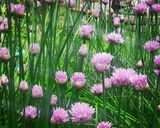 花Chiveの天婦羅作り方1写真