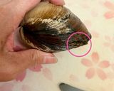 ホッキ貝の刺身（下処理方法）作り方2写真