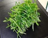 豆苗を塩こんぶとごま油で和えて作り方1写真