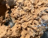 ニーマンマーカスチョコチップクッキー作り方2写真