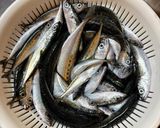 豆アジ、サバっ子、イワシっ子の酢醤油漬け作り方1写真