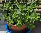1ランクUP✨ミント🌿スポーツドリンク作り方2写真