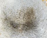 カルダモン香る葡萄とバナナパウンドケーキ作り方6写真
