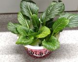 キッチンガーデン 🥬小松菜作り方5写真