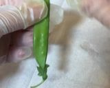 絹さやの筋取り作り方1写真