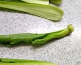 キッチンガーデン 🥬リボベジ🌱小松菜作り方1写真