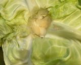 ロールキャベツ作り方1写真