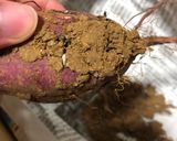 保存版✅掘りたて泥付きさつまいもの保存｜食べ頃作り方3写真