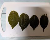ささっと桜の葉でもち麦入り白米お握り作り方1写真