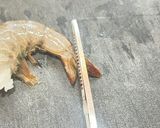 ハワイの味🧄🦐極上ガーリックシュリンプ作り方2写真