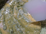 濃い抹茶の米粉ロールケーキ