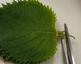 大葉の大量保存に（超〜長持ちします♪）作り方2写真