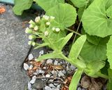 ふきのとう味噌(居酒屋お通しver.)作り方7写真