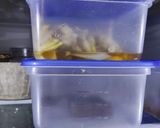 うどの白だし浅漬け作り方5写真