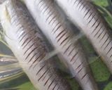 カマスの冷蔵庫干し焼き作り方3写真