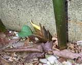 かんたん酢で みょうがの甘酢漬け作り方6写真