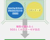 健康と身体のためのアンチエイジングサラダ作り方37写真