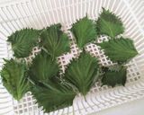 パリパリ！乾燥大葉の作り方作り方4写真