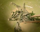 ヨモギの天ぷら作り方2写真