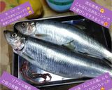 春告魚♬ニシンの下処理♬尾頭付き➕️寄生虫作り方41写真