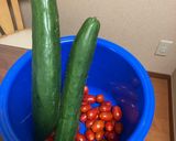 採れすぎミニトマト大量消費⭐︎保存方法作り方7写真