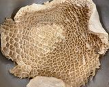 本格トリッパのトマト煮作り方3写真