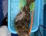 釣って来たヒラメのレモンバターソテー作り方1写真