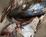 ブリカマのにんにく麹焼き♪作り方2写真
