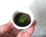 コーヒー葛餅作り方4写真