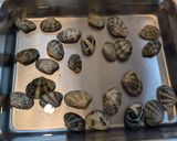 あさりの酒蒸し作り方1写真