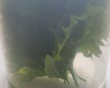 大葉の保存方法作り方3写真