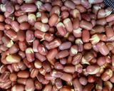 発芽した小豆から作る 発酵あんこ作り方4写真