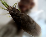 簡単でおいしい たけのこのメンマ作り方1写真