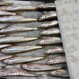【旬の食材】わかさぎのフリット作り方2写真