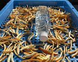 夏みかんの皮パウダー作り方2写真