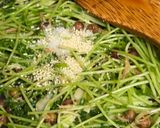 豆苗一袋🌱激安おいしい空芯菜風炒め作り方5写真