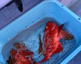 釣って来たチカメキントキのベッコウ漬け丼作り方1写真