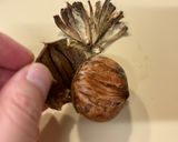 基本！栗の茹で方＆皮のむき方作り方6写真