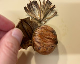 基本！栗の茹で方＆皮のむき方作り方6写真